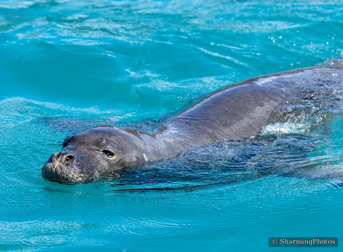 Wildlife photograph by Susanne Harm