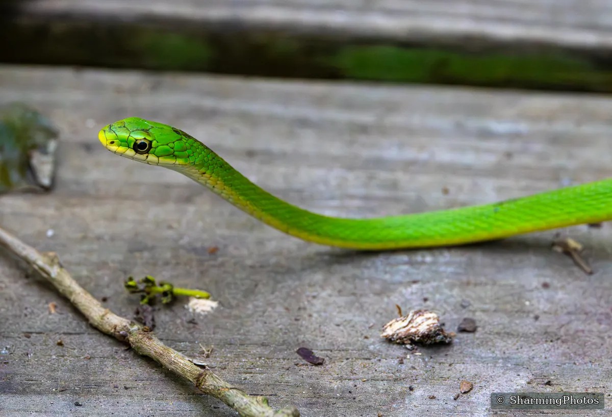 Wildlife photograph by Susanne Harm
