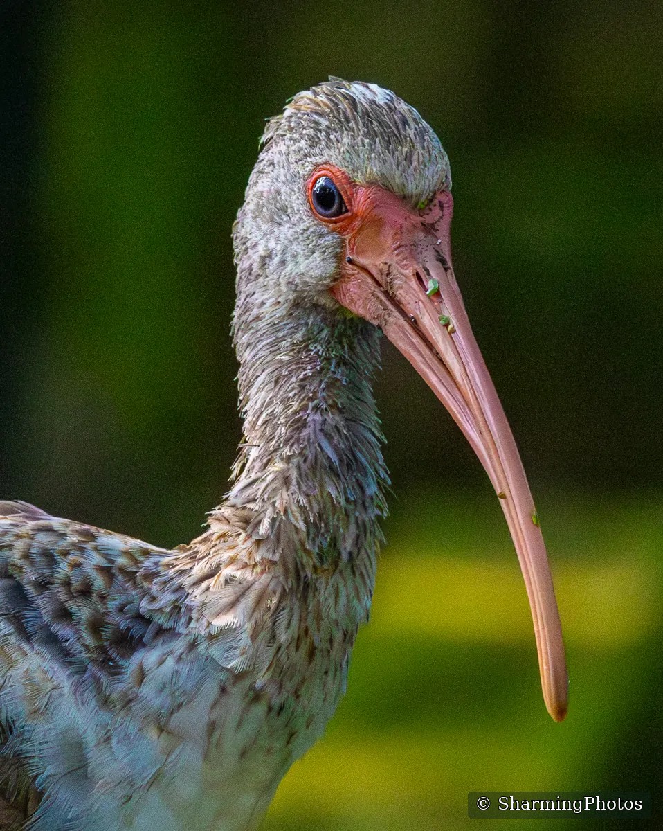 Bird photograph by Susanne Harm