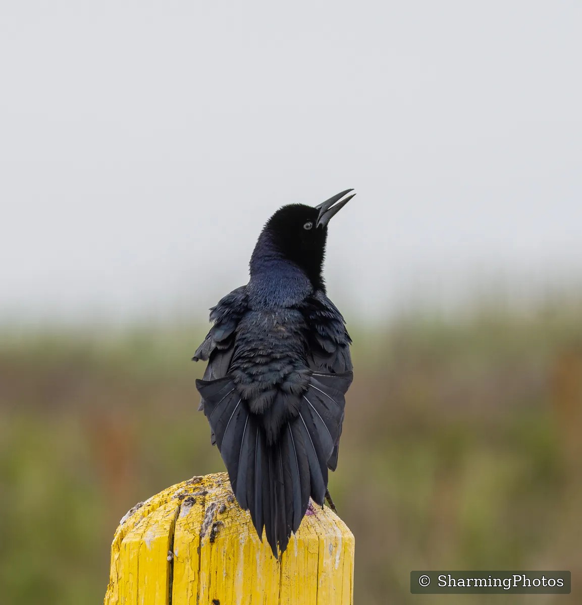 Bird photograph by Susanne Harm