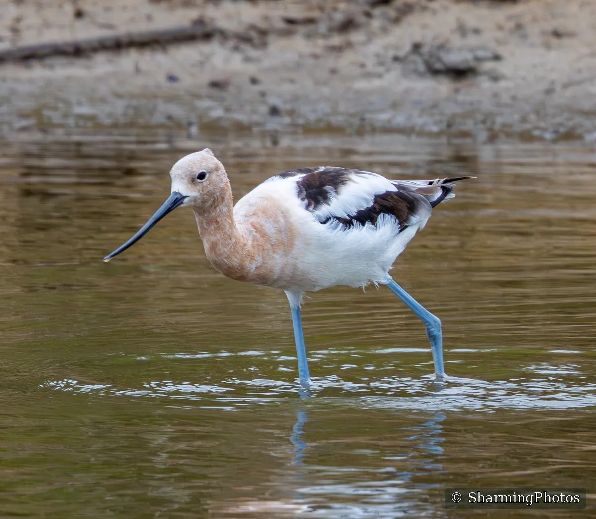 Bird photograph by Susanne Harm