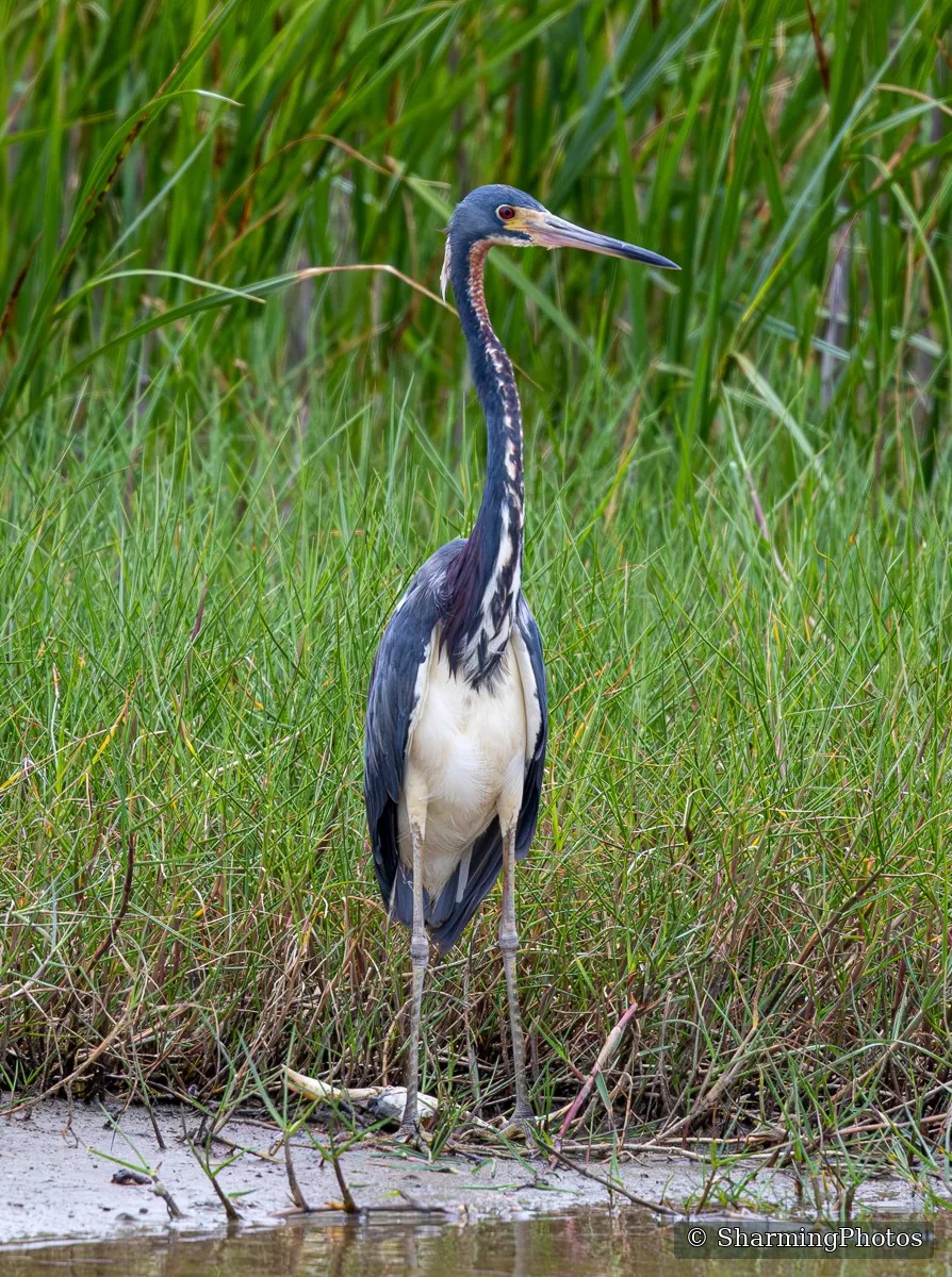 Bird photograph by Susanne Harm
