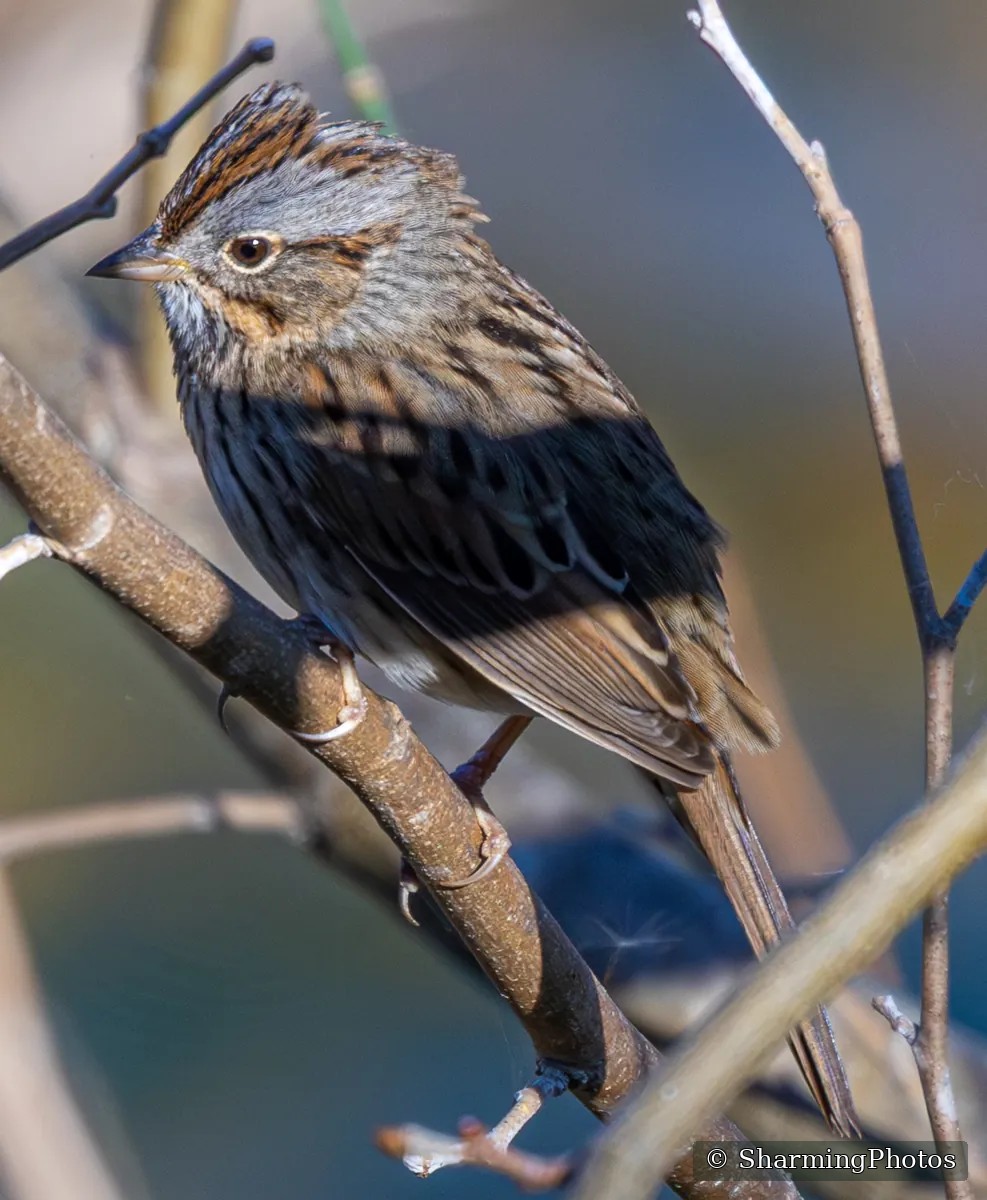 Bird photograph by Susanne Harm
