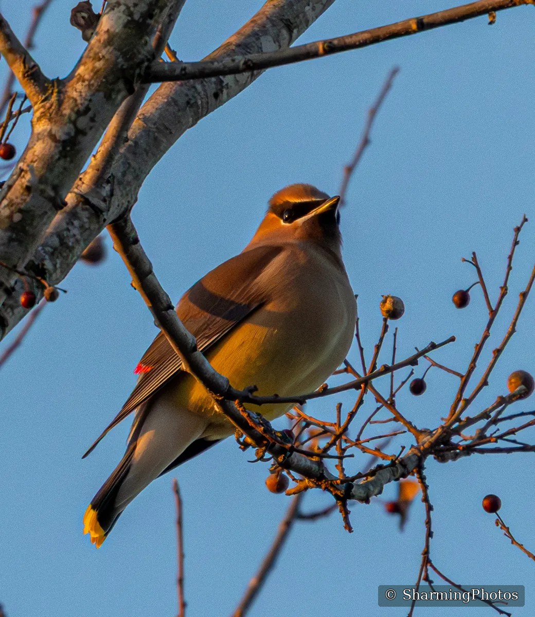 Bird photograph by Susanne Harm