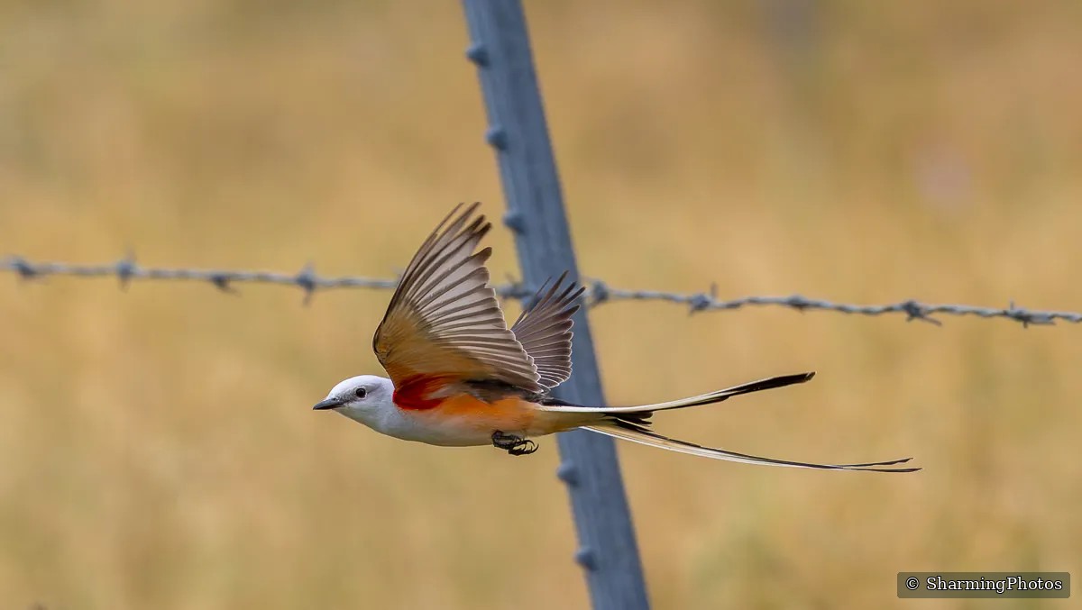 Bird photograph by Susanne Harm
