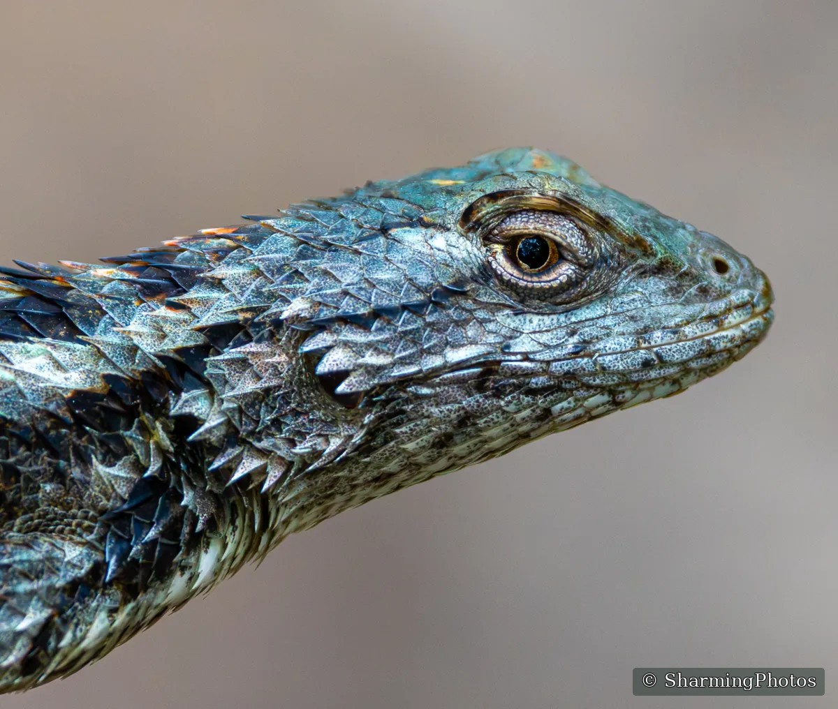 Wildlife photograph by Susanne Harm