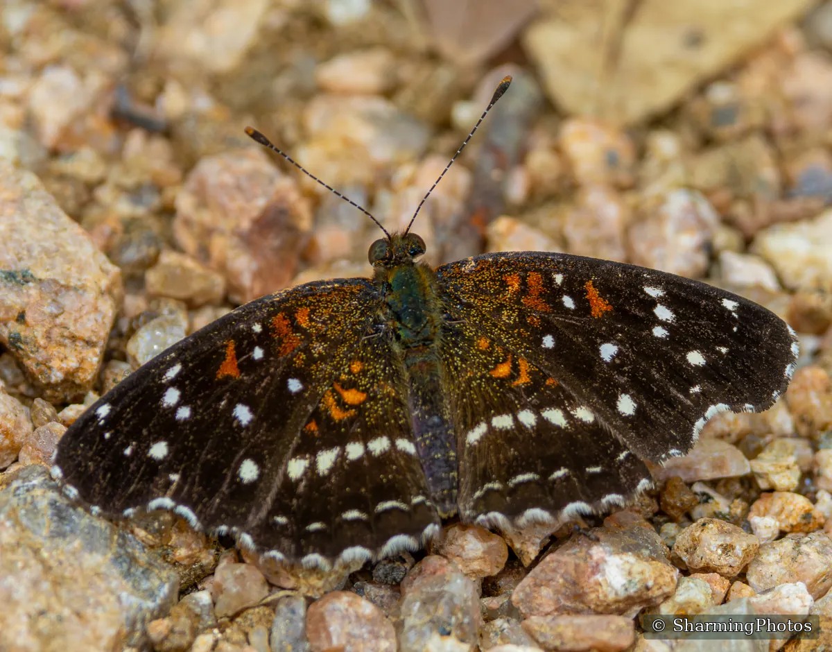 Insect photograph by Susanne Harm