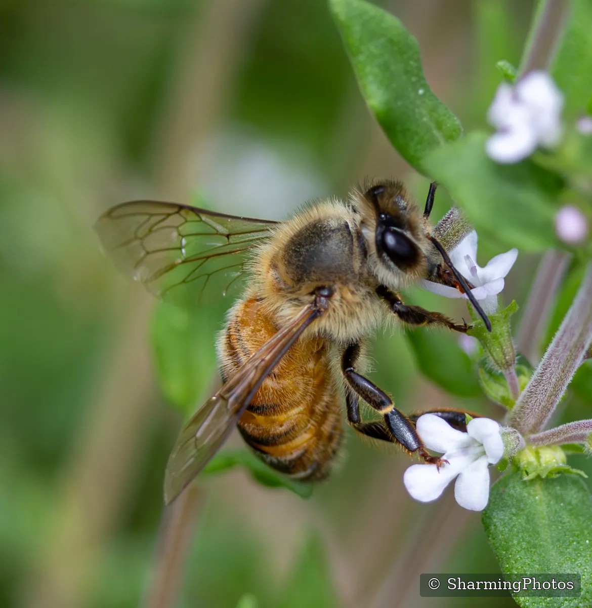 Insect photograph by Susanne Harm