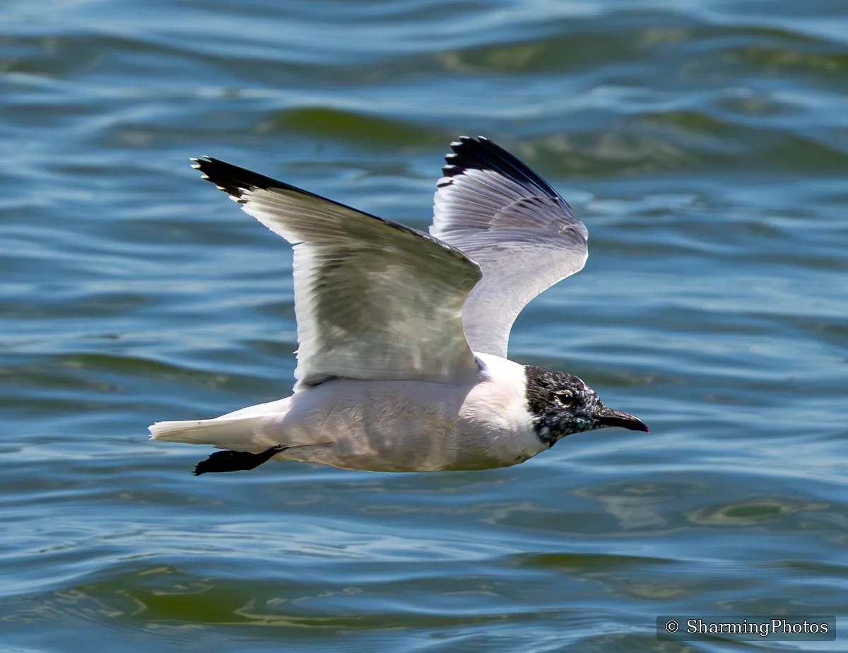 Bird photograph by Susanne Harm