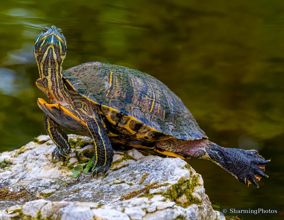 Wildlife photograph by Susanne Harm