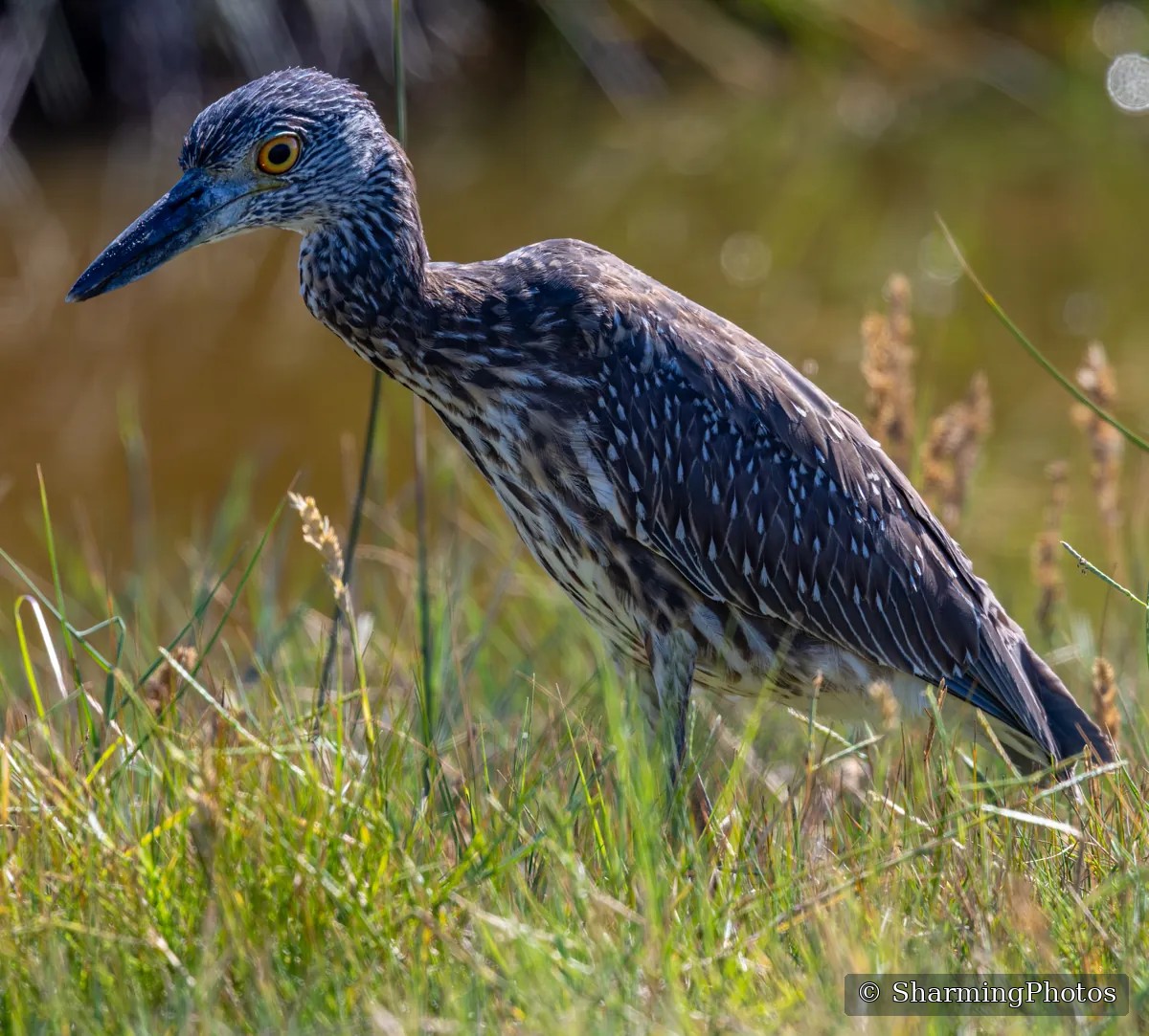Bird photograph by Susanne Harm
