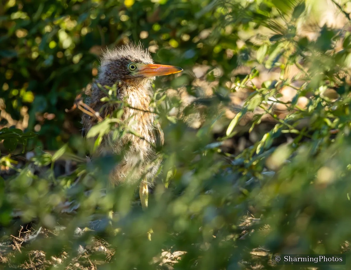 Juvenile Green Heron photograph by Susanne Harm