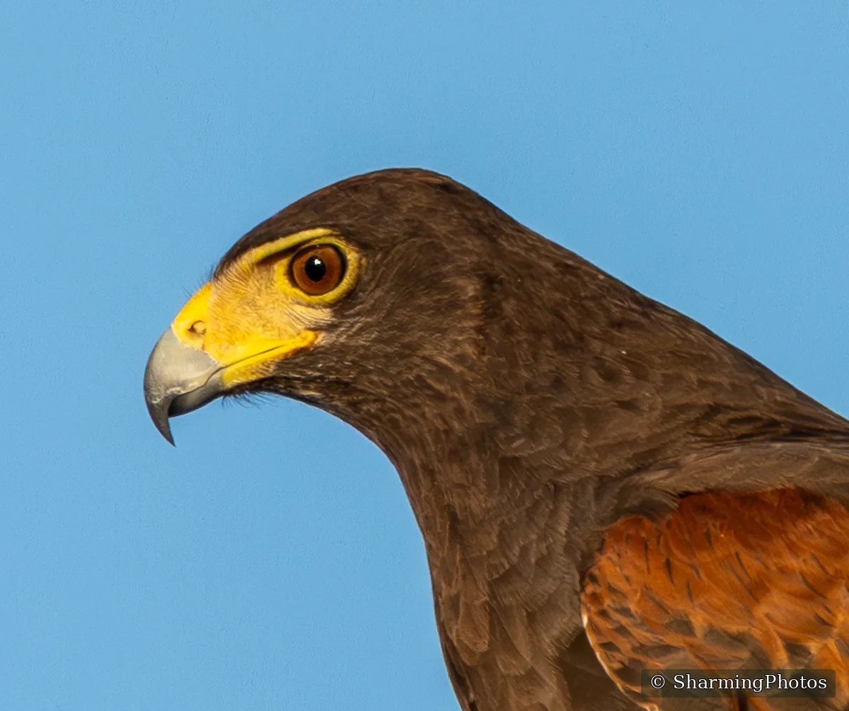 Bird photograph by Susanne Harm