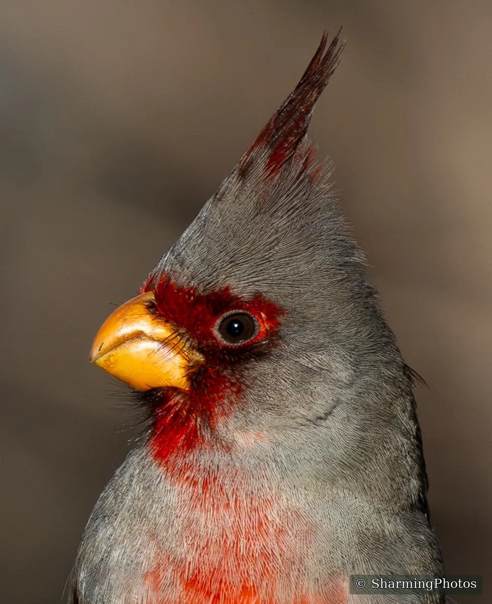 Bird photograph by Susanne Harm