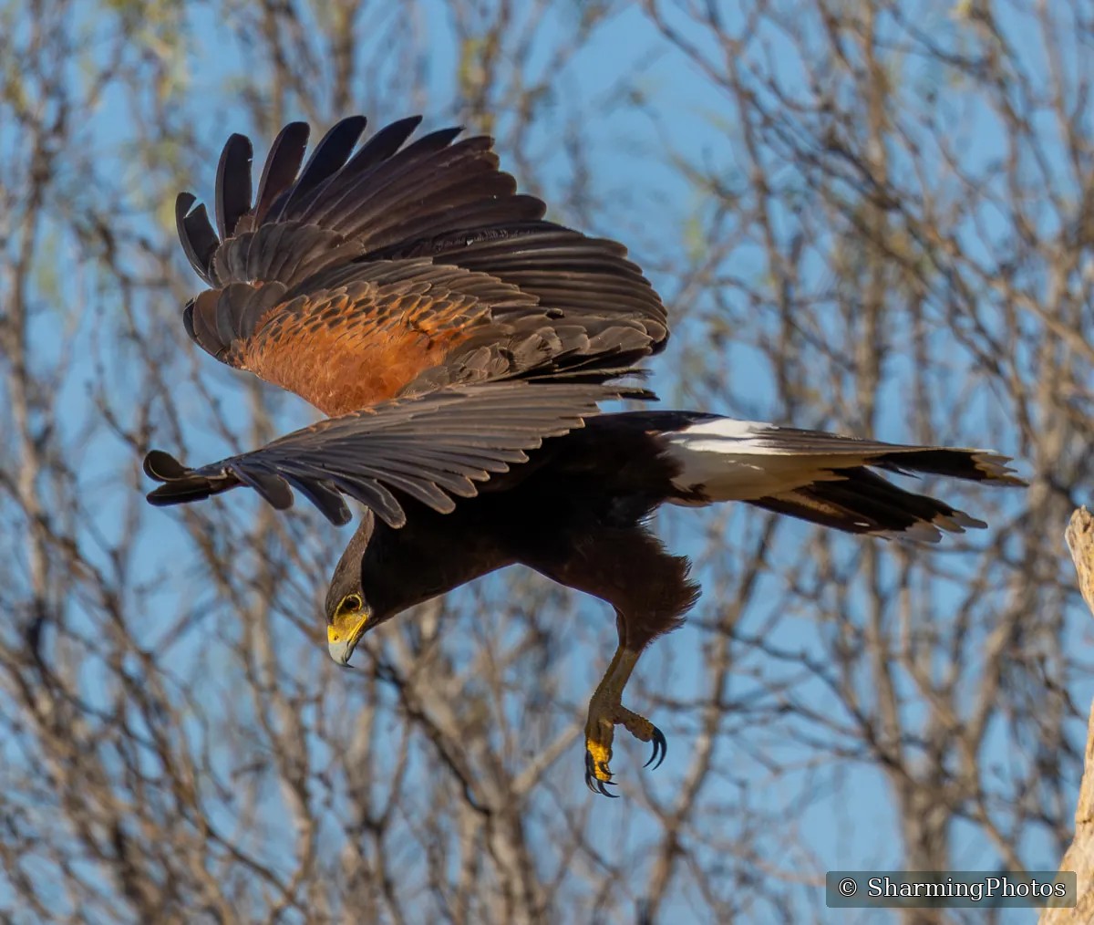 Bird photograph by Susanne Harm