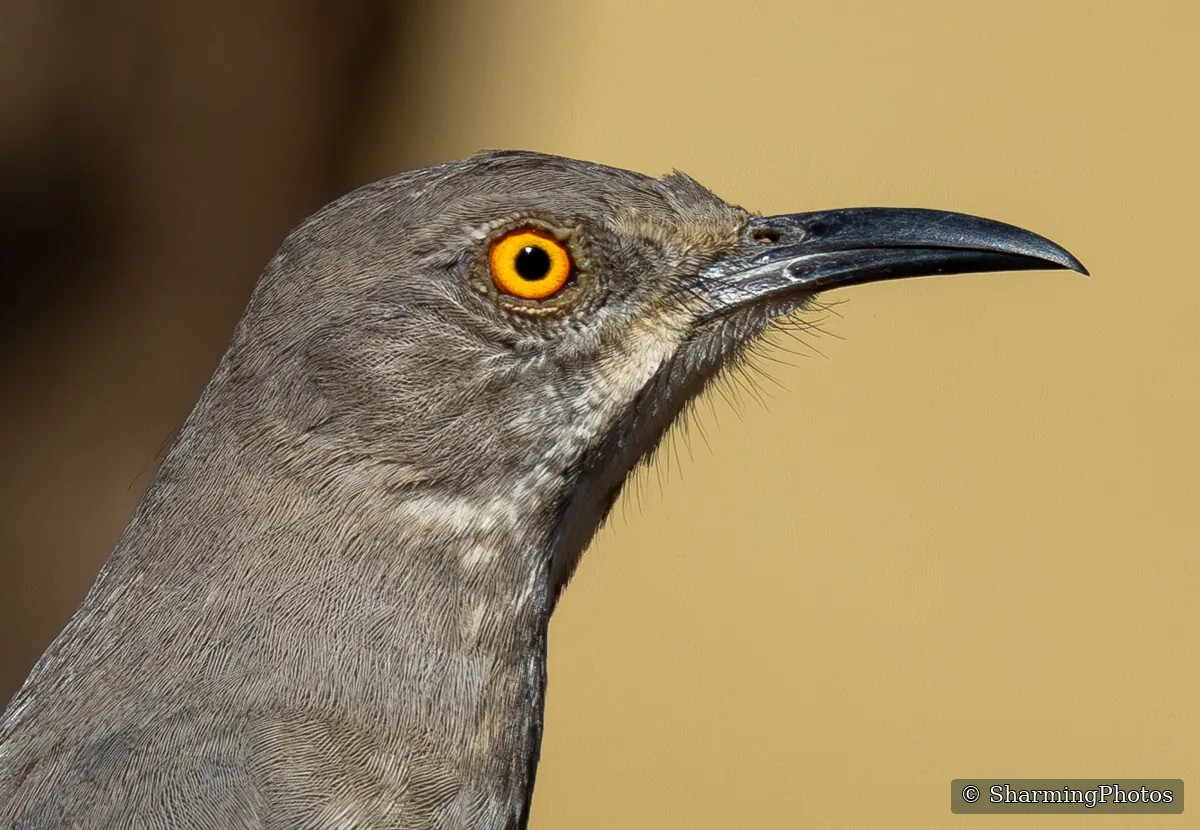 Bird photograph by Susanne Harm