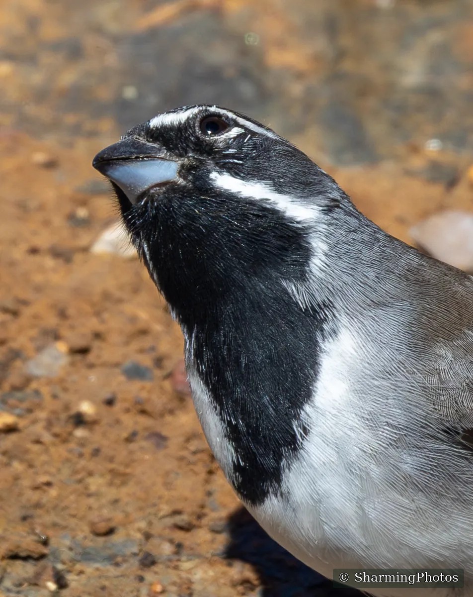 Bird photograph by Susanne Harm