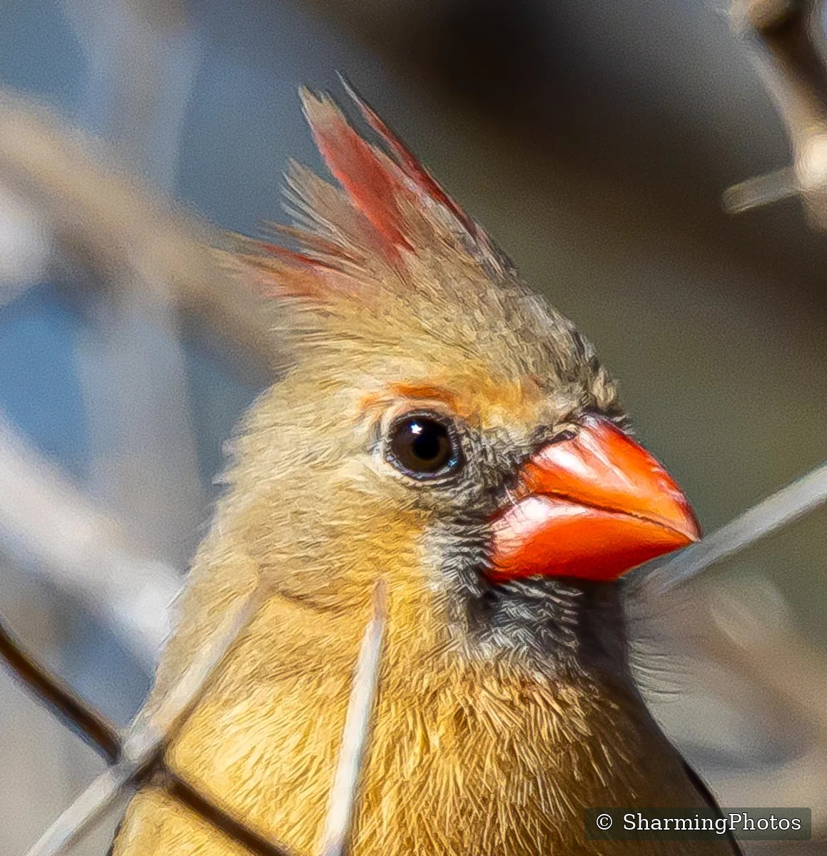 Bird photograph by Susanne Harm