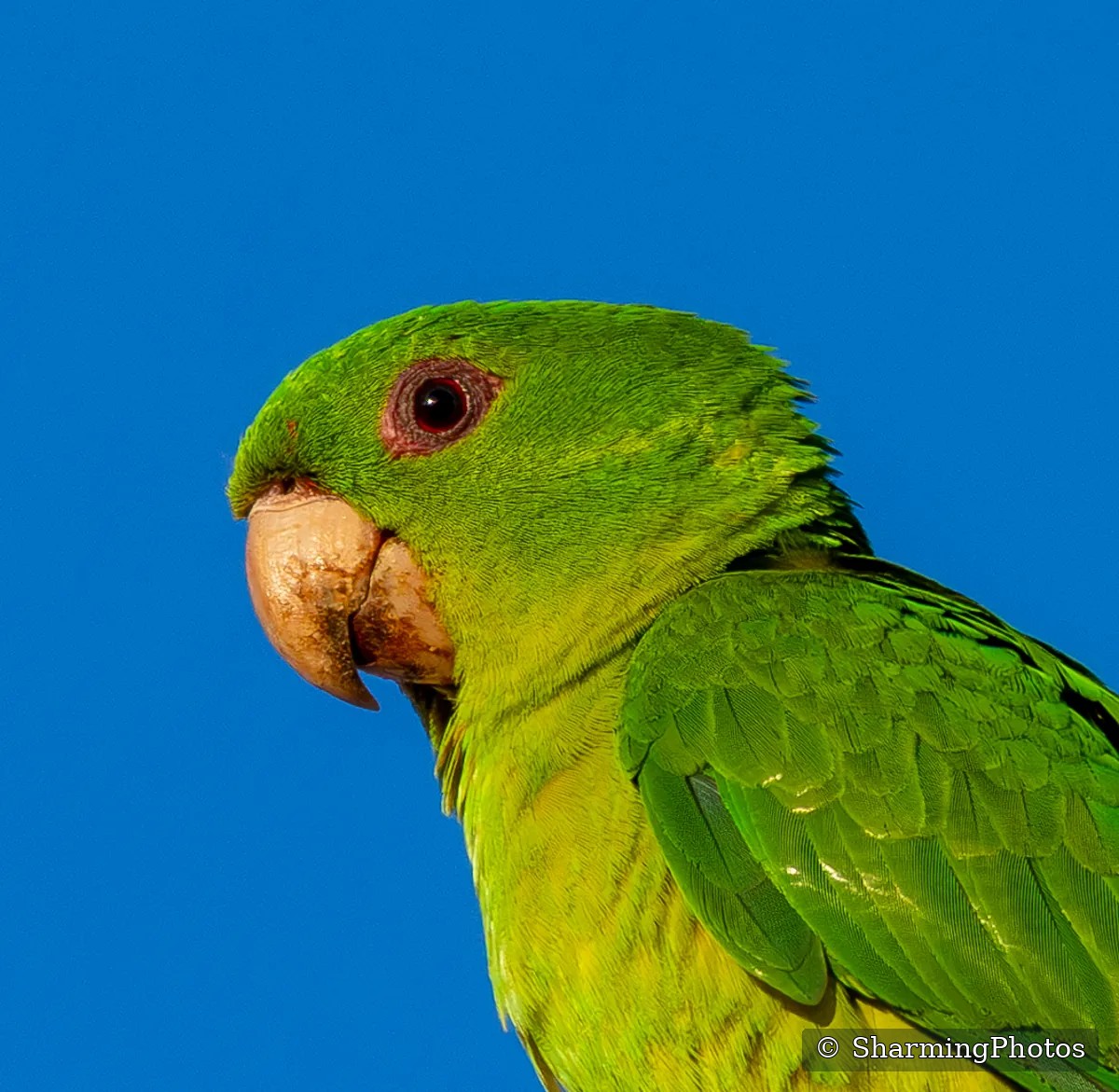 Bird photograph by Susanne Harm