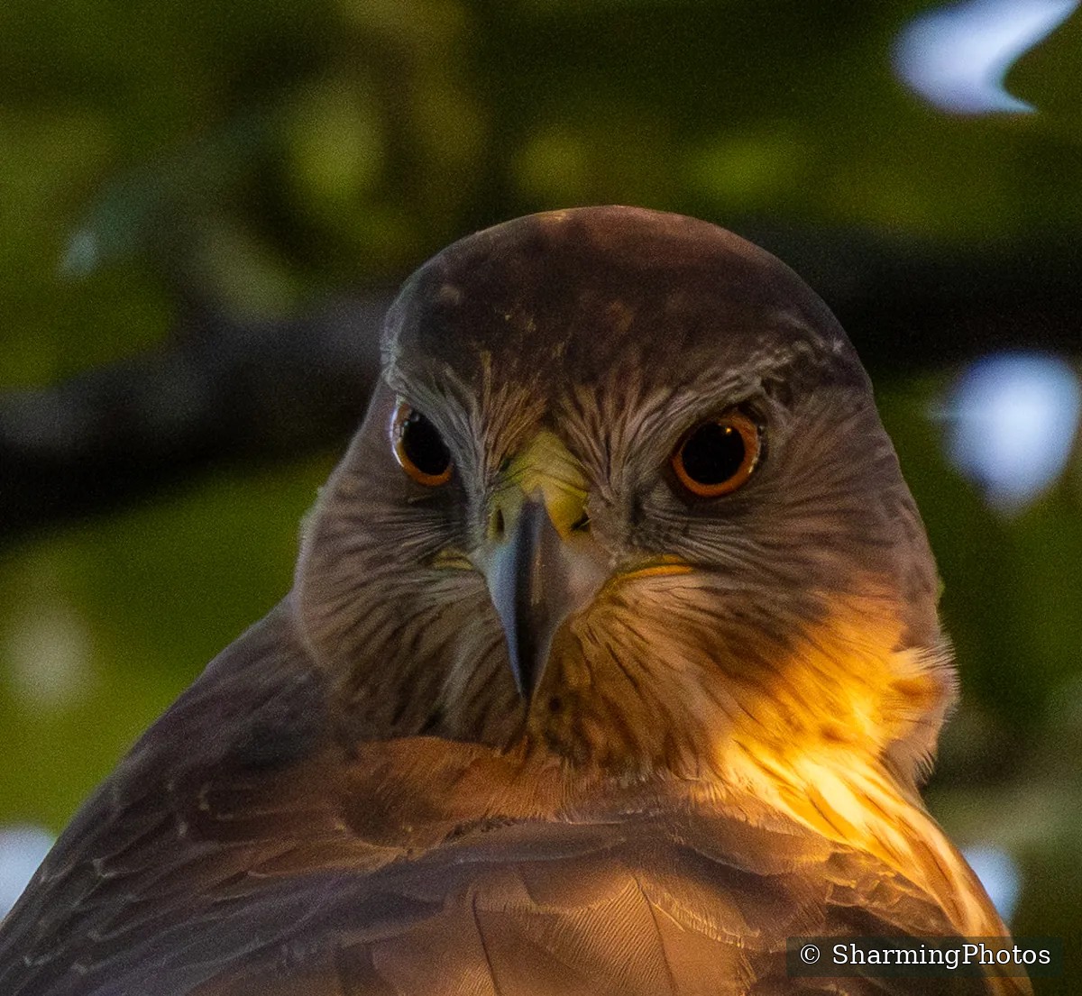 Bird photograph by Susanne Harm