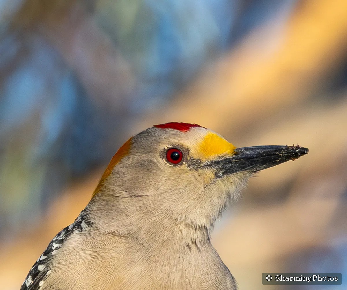 Bird photograph by Susanne Harm