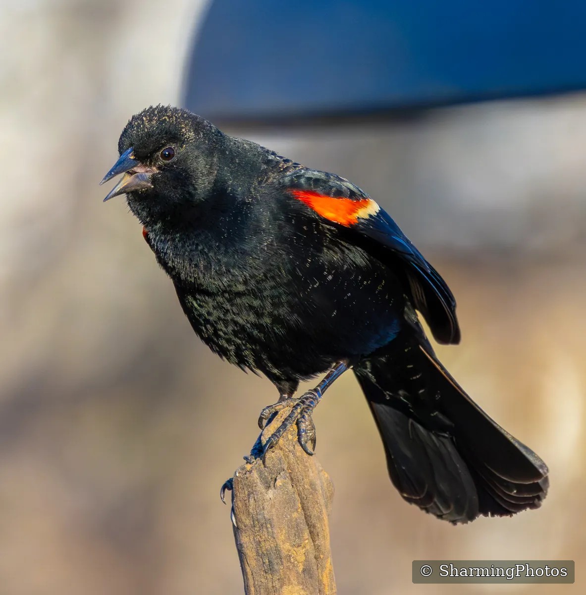 Bird photograph by Susanne Harm