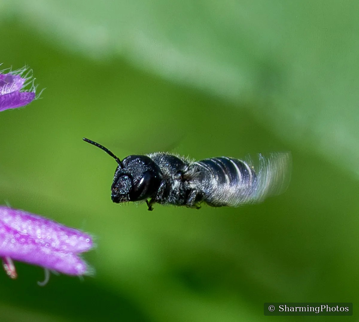 Insect photograph by Susanne Harm