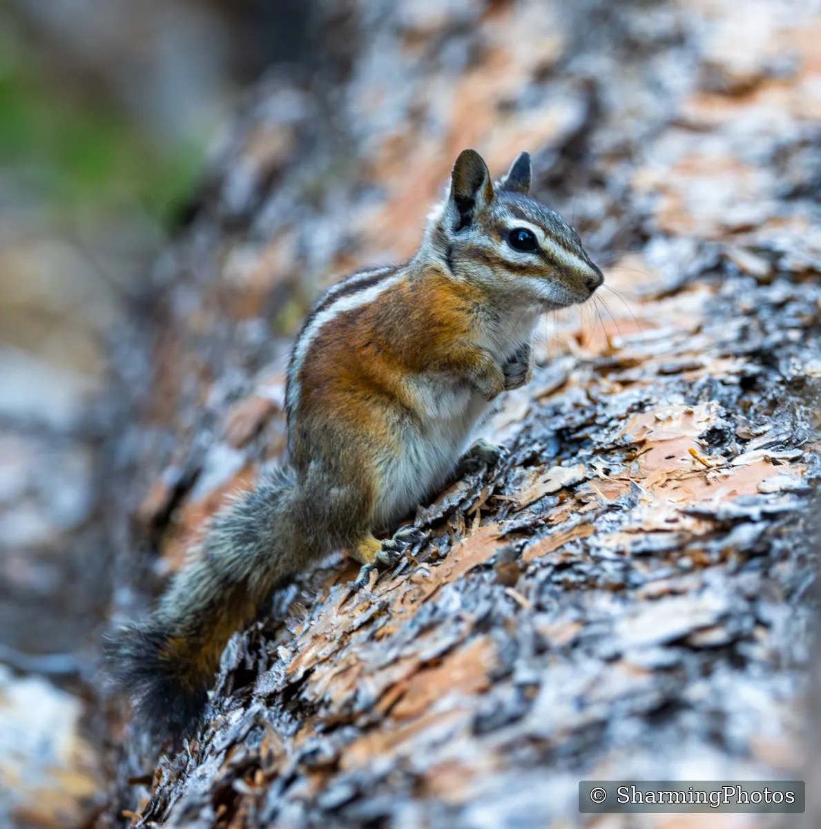 Wildlife photograph by Susanne Harm