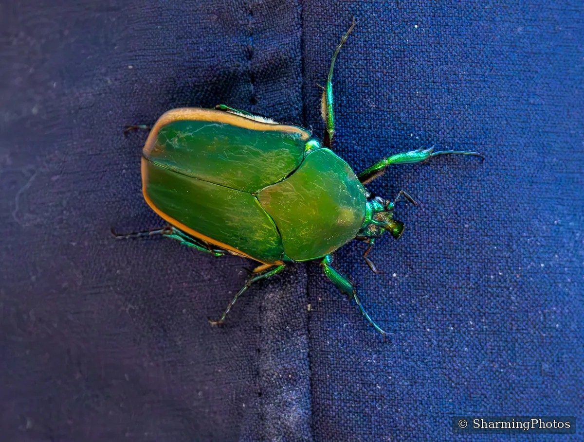 Insect photograph by Susanne Harm