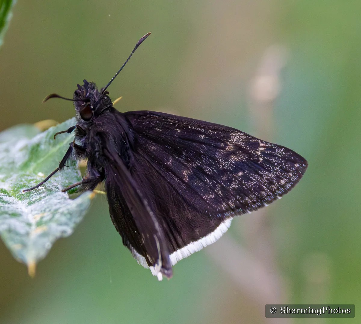Insect photograph by Susanne Harm