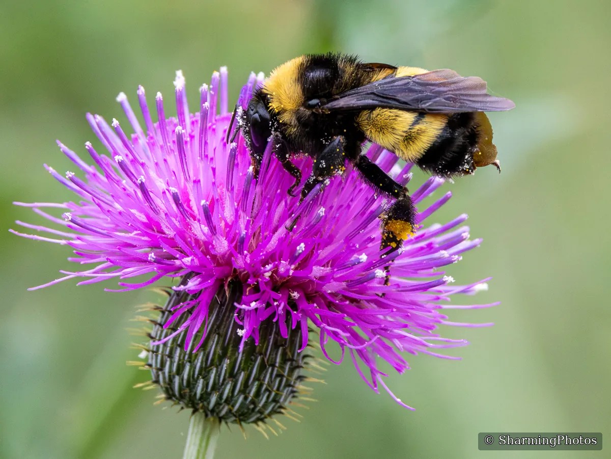 Insect photograph by Susanne Harm