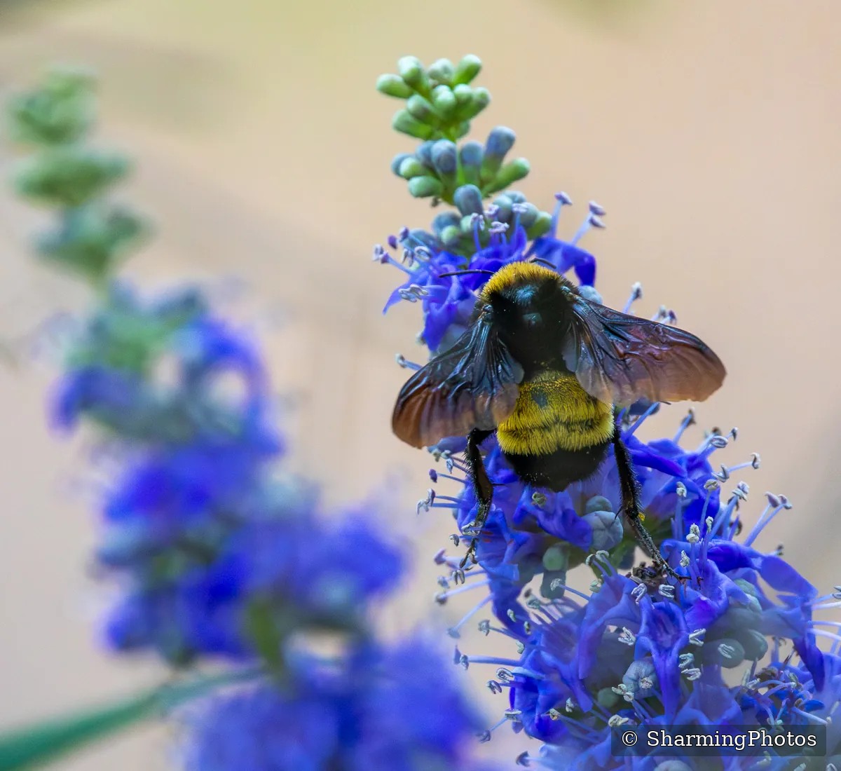 Insect photograph by Susanne Harm