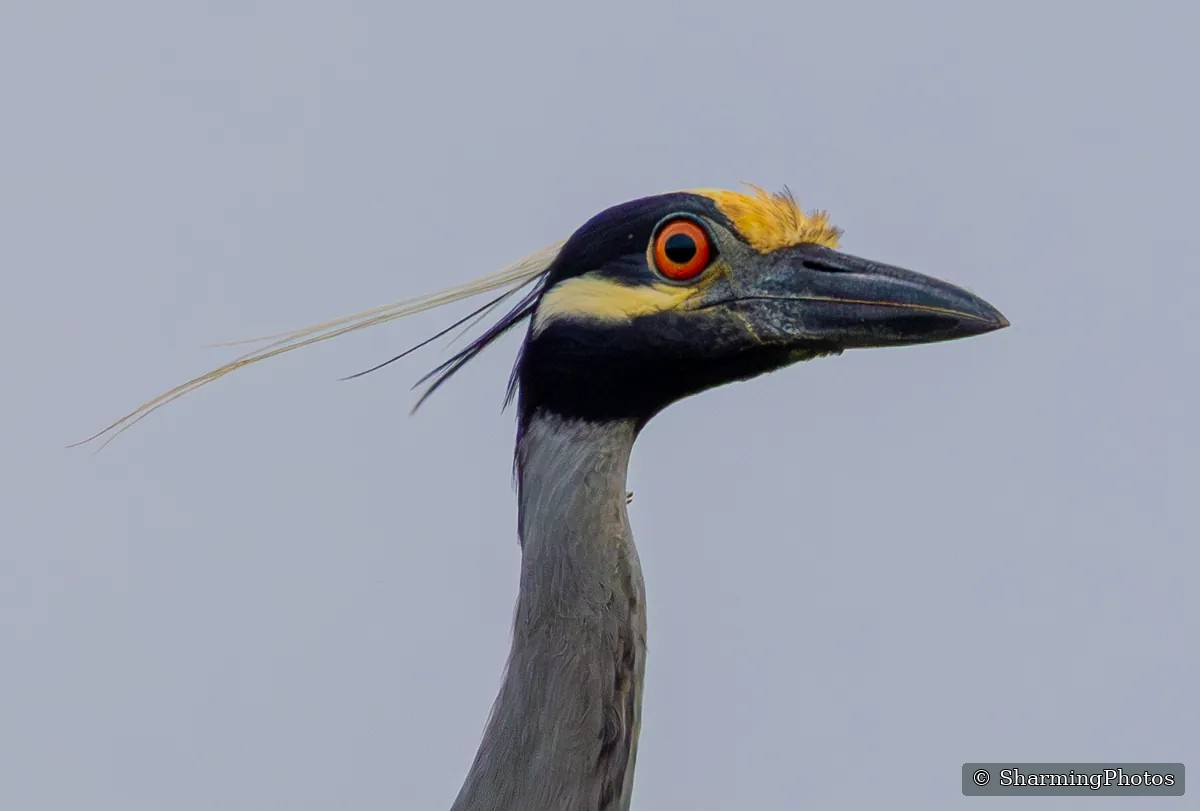 Bird photograph by Susanne Harm