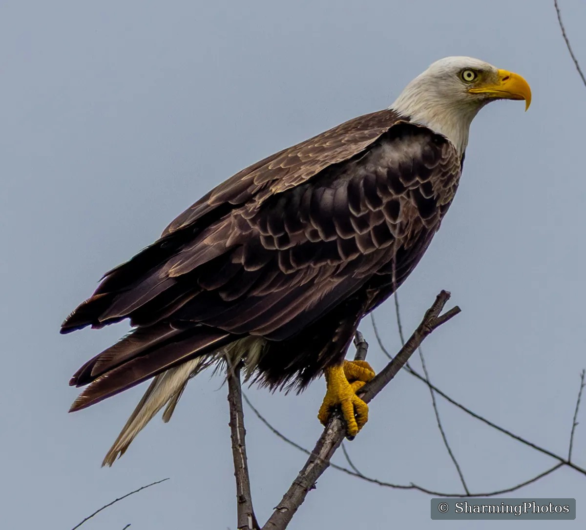 Bird photograph by Susanne Harm