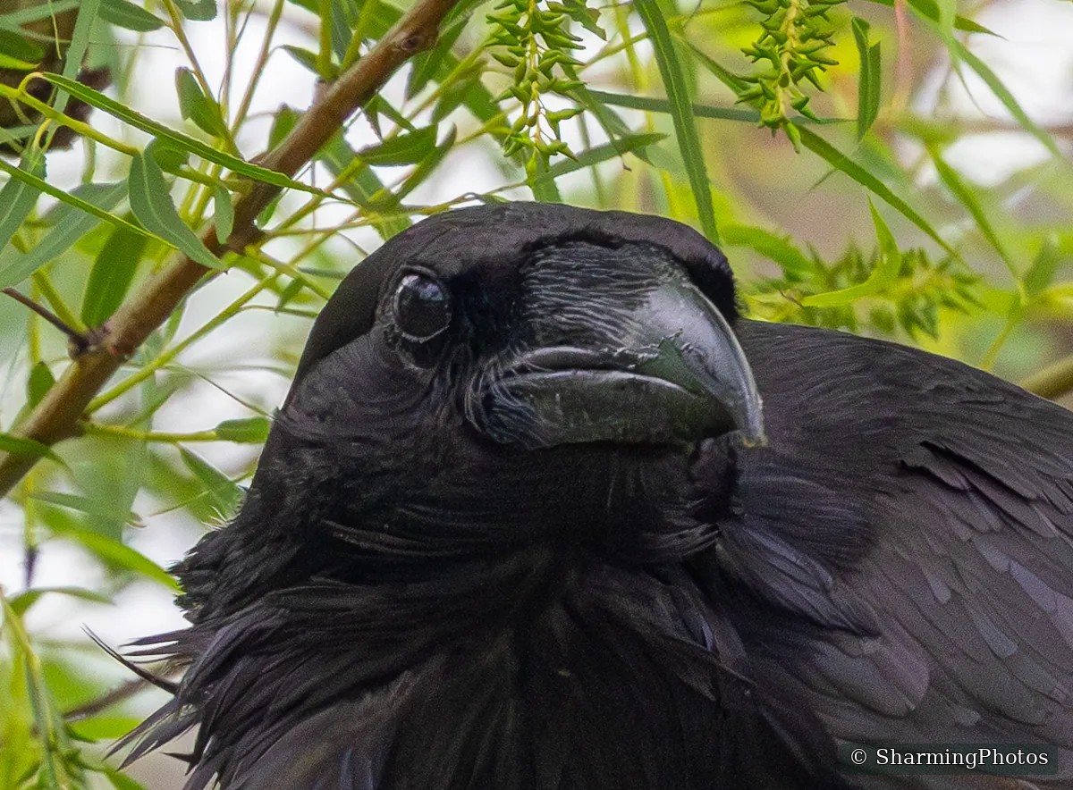 Bird photograph by Susanne Harm