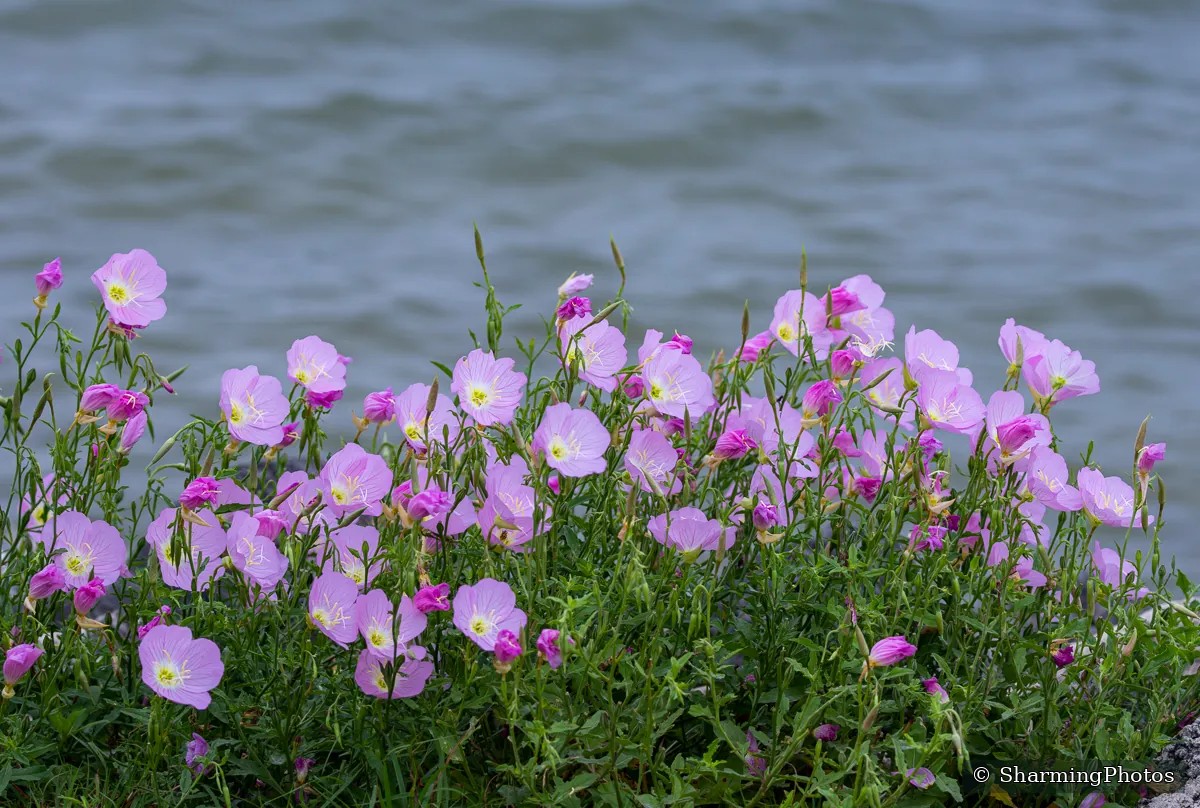 Bloom photograph by Susanne Harm