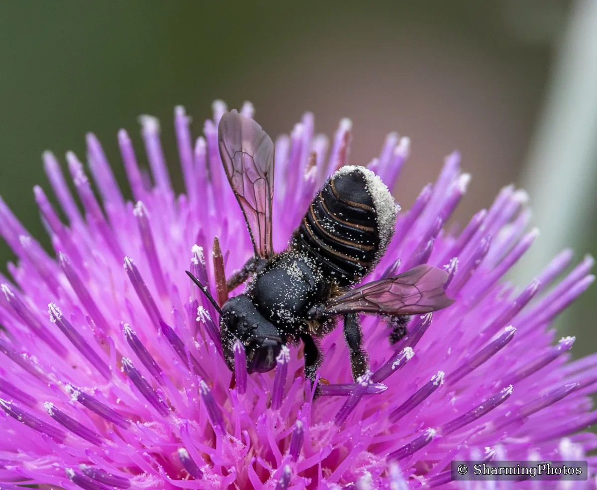 Insect photograph by Susanne Harm