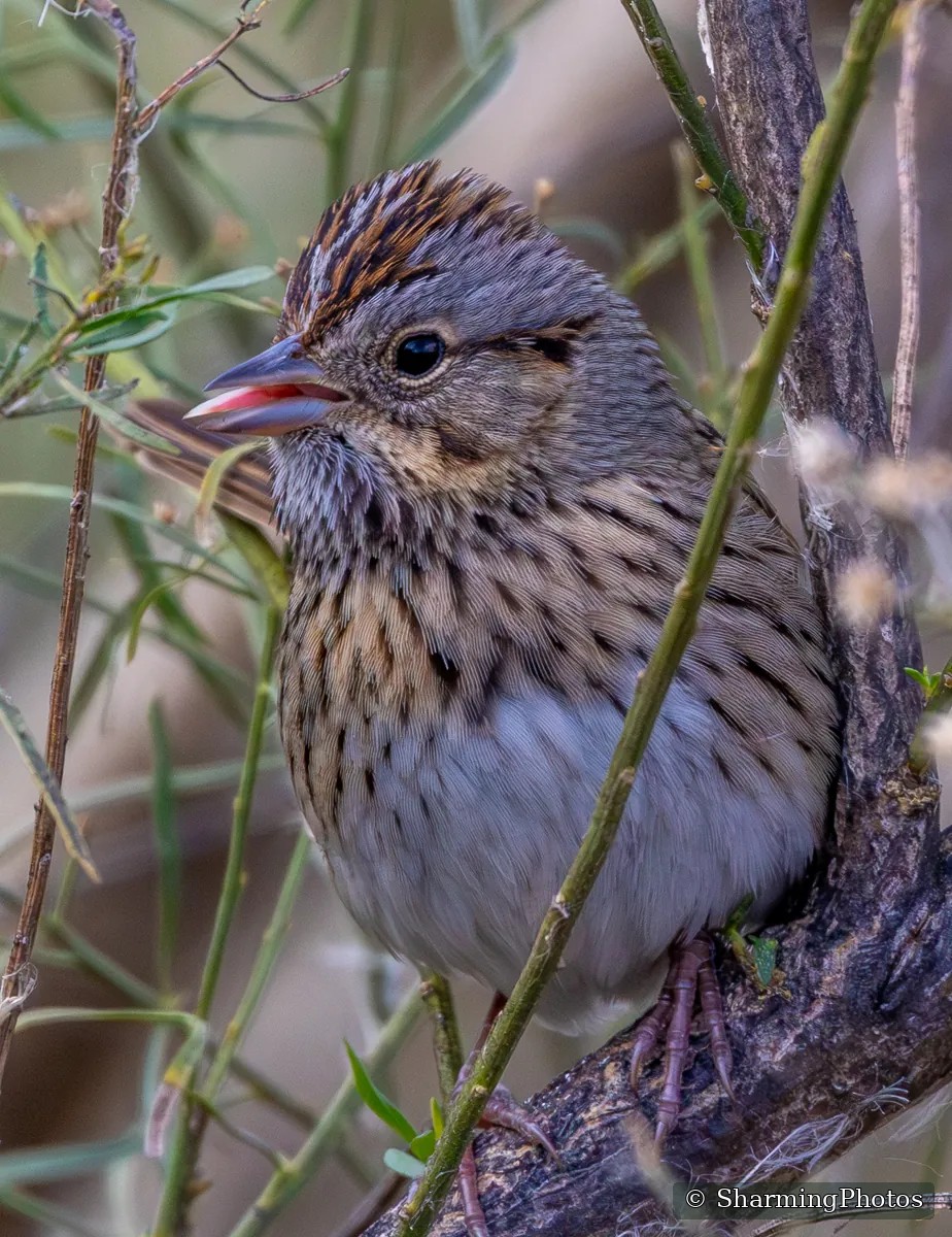 Bird photograph by Susanne Harm