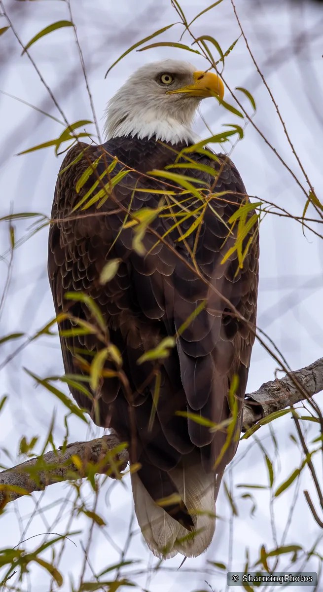Bird photograph by Susanne Harm