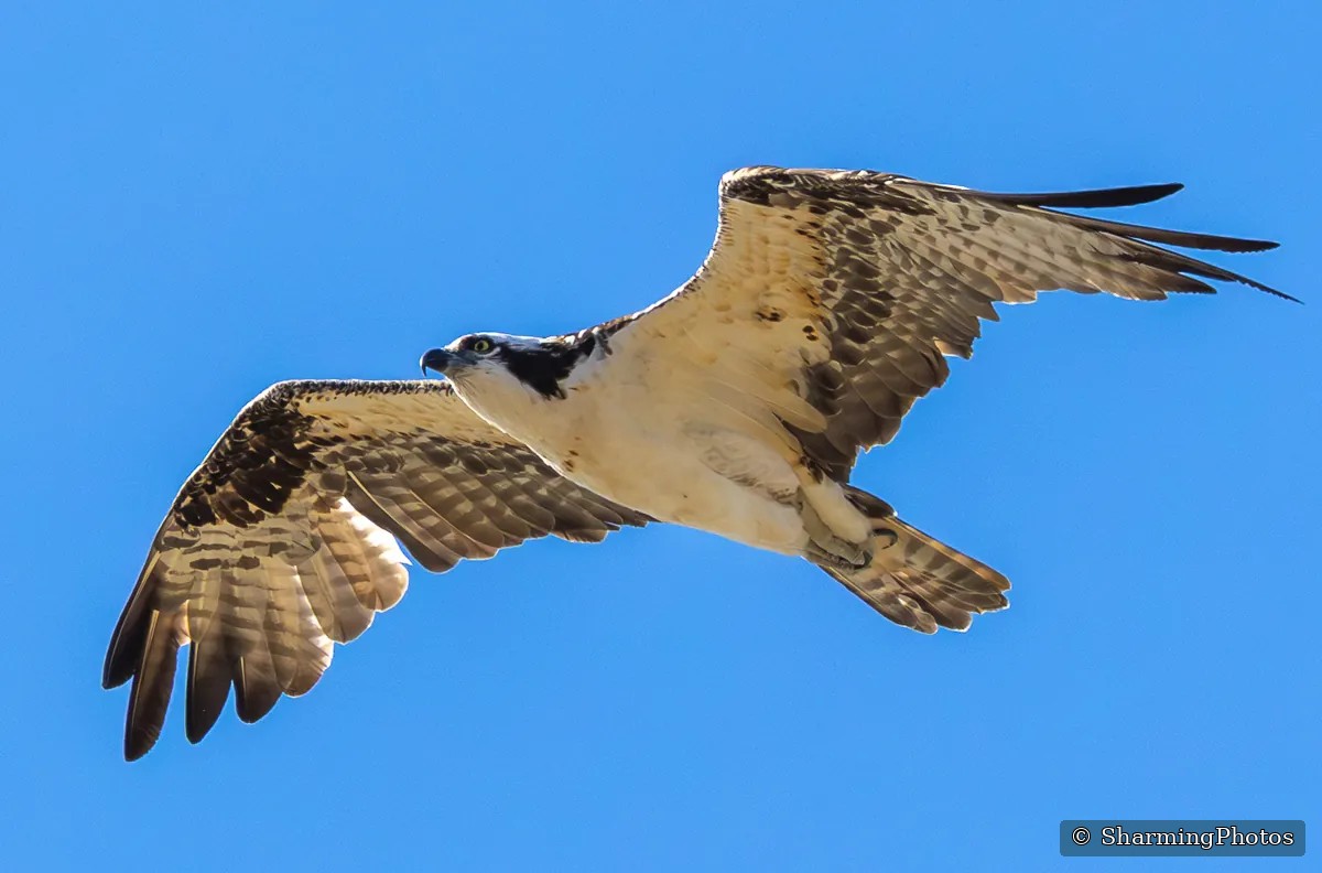 Bird photograph by Susanne Harm