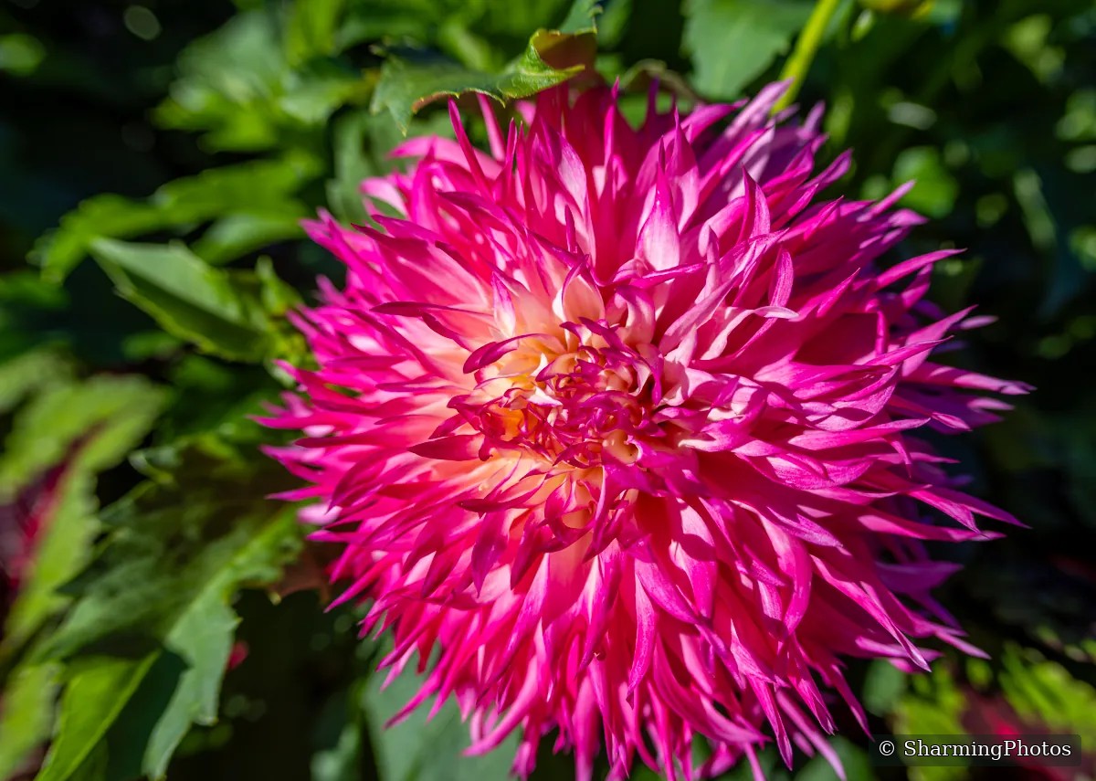 Nature photograph by Susanne Harm