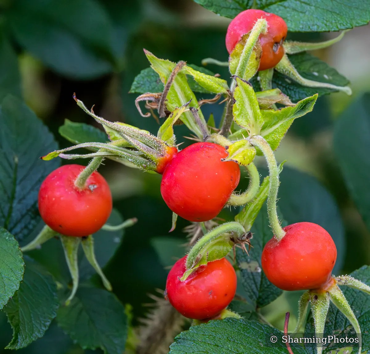 Nature photograph by Susanne Harm
