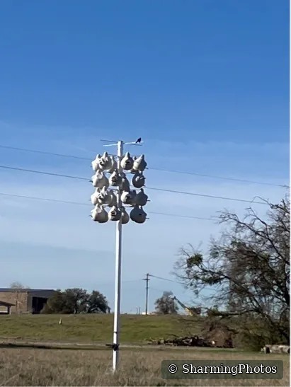 Purple Martin photograph by Susanne Harm
