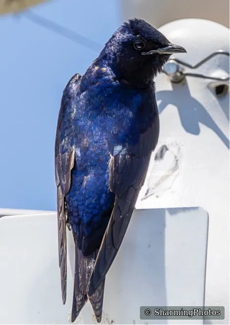 Purple Martin photograph by Susanne Harm