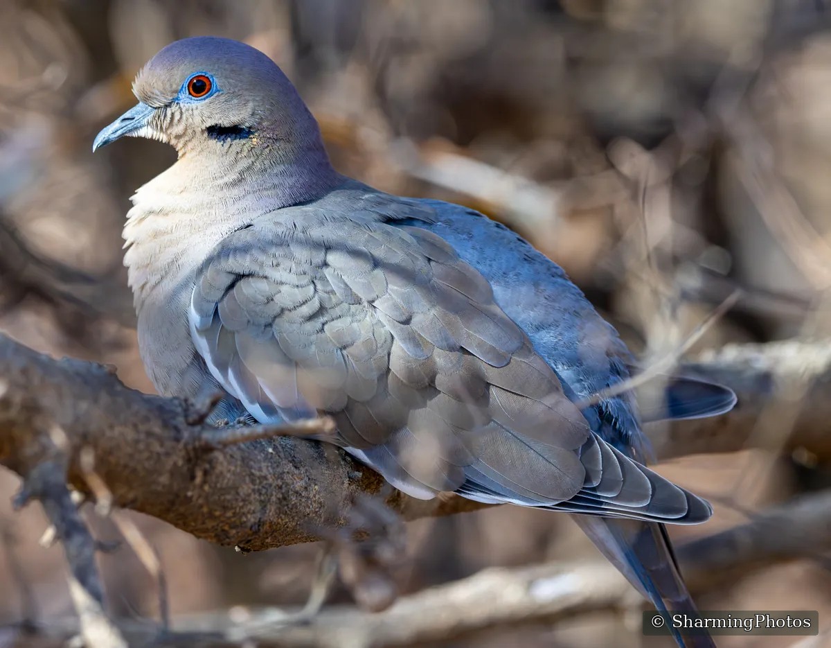 Bird photograph by Susanne Harm