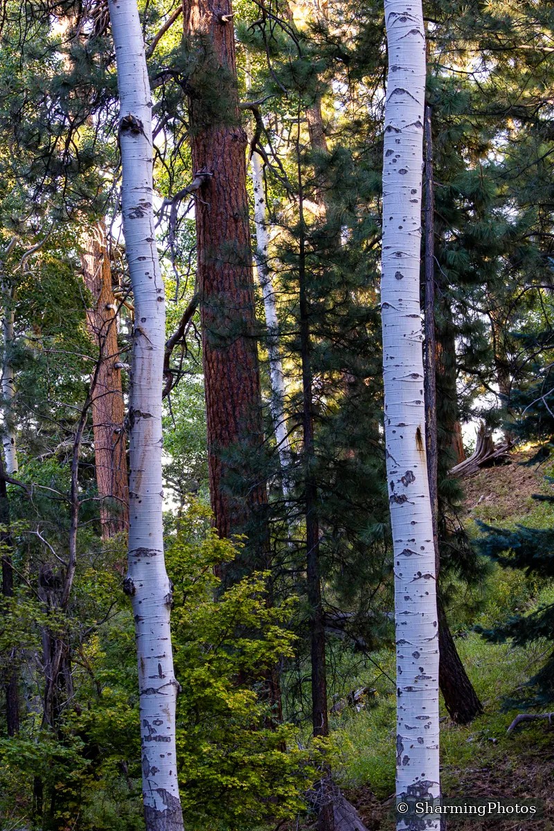 Scenery photograph by Susanne Harm