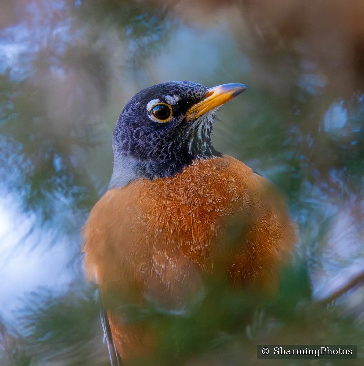 Bird photograph by Susanne Harm