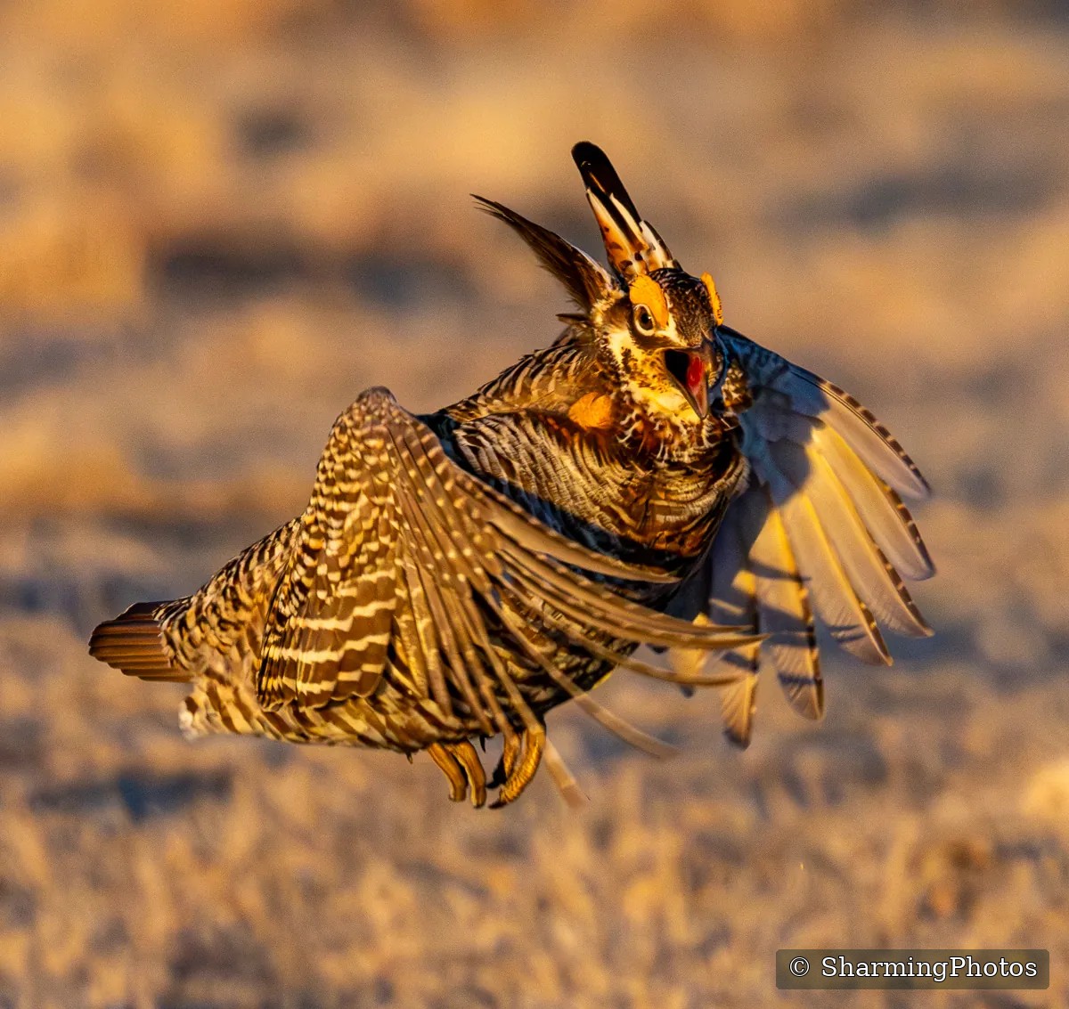 Bird photograph by Susanne Harm