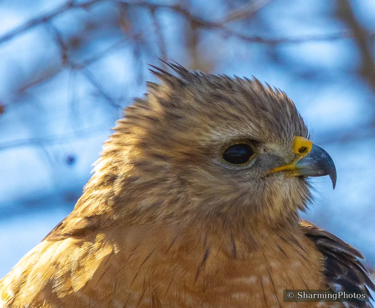Bird photograph by Susanne Harm