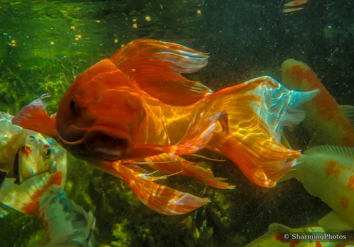 Wildlife photograph by Susanne Harm